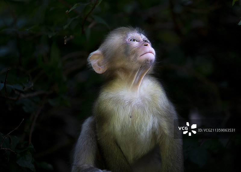 猕猴坐在树上的特写图片素材