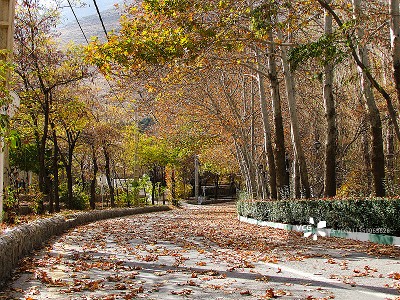 伊朗伊斯法罕省汉萨尔秋季公园的树木图片素材