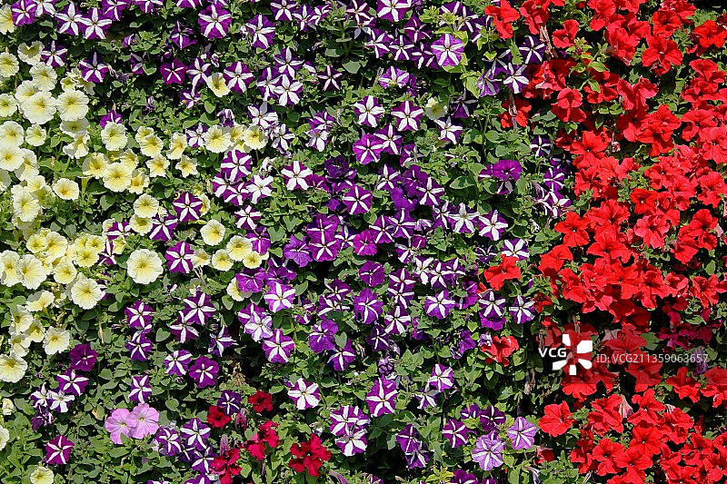 粉色开花植物全画幅照片图片素材