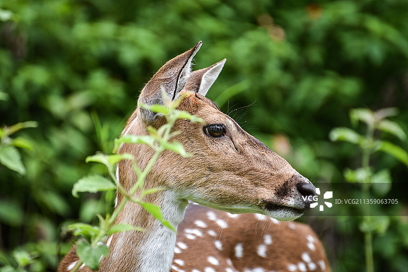 黇鹿站在植物旁特写图片素材