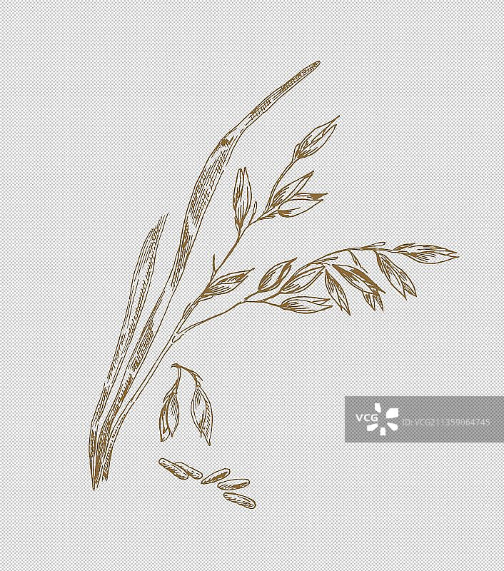 简笔画稻谷元素图片素材