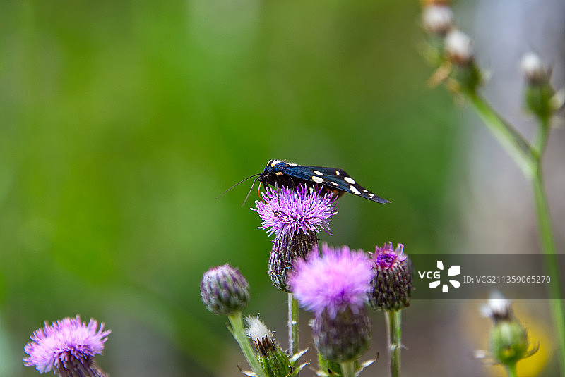 紫色花朵上的昆虫特写，索非亚，佩尔尼克，保加利亚图片素材