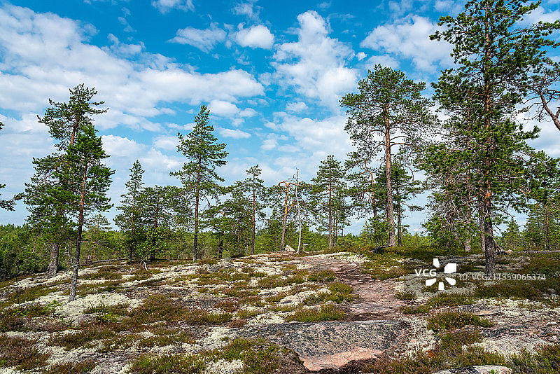 芬兰卡亚尼田野天空下的树木图片素材