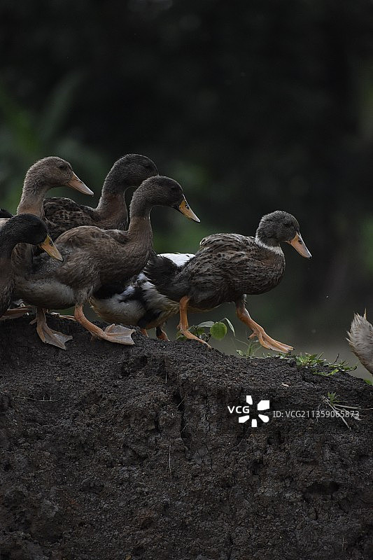鸟类栖息在岩石上特写图片素材