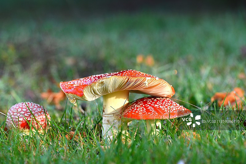 近距离苍蝇蘑菇在田野上图片素材