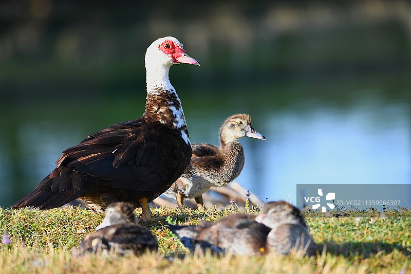 鸭子在田野上特写，法国图片素材