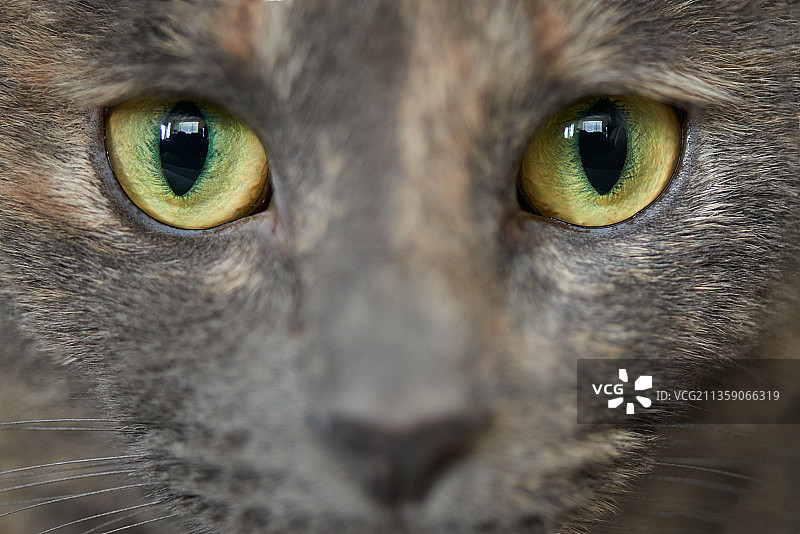 加拿大不列颠哥伦比亚省本拿比的猫特写图片素材