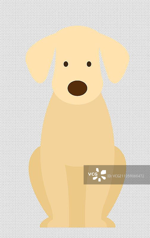 一只拉布拉多犬图片素材