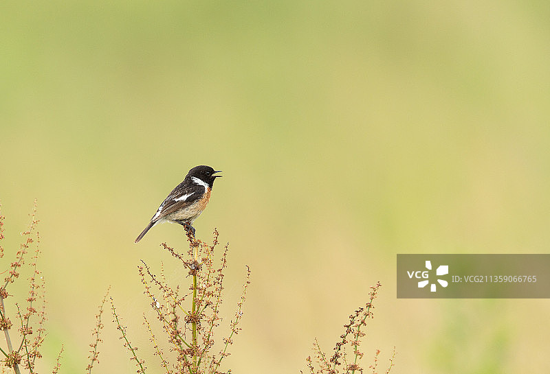 栖息在植物上的鸣禽特写，德国费尔德贝格湖区图片素材