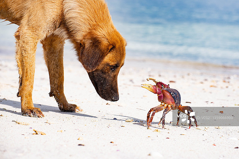 海滩上狗狗的特写图片素材