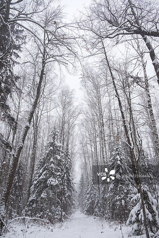 冬季俄罗斯森林中的树木图片素材