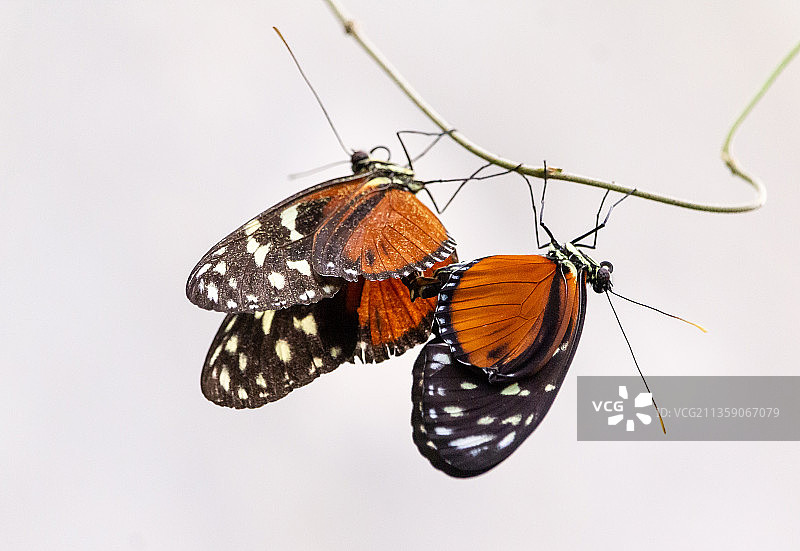 白色背景上的蝴蝶特写图片素材