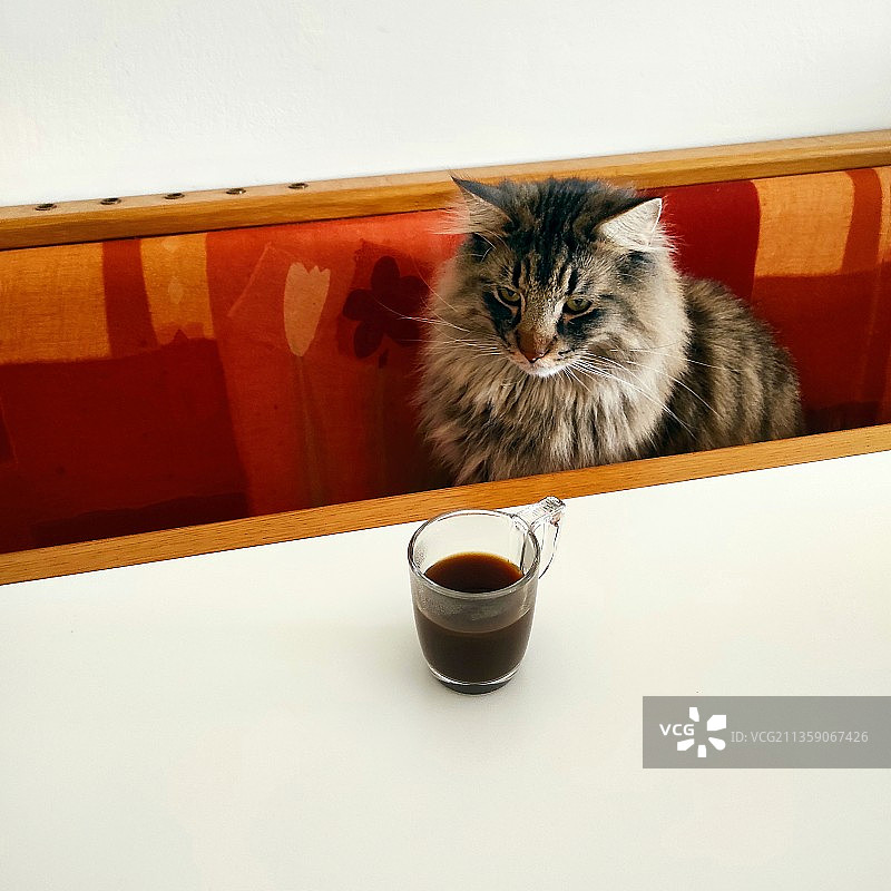 猫咪坐在桌子上的高角度视图，意大利图片素材