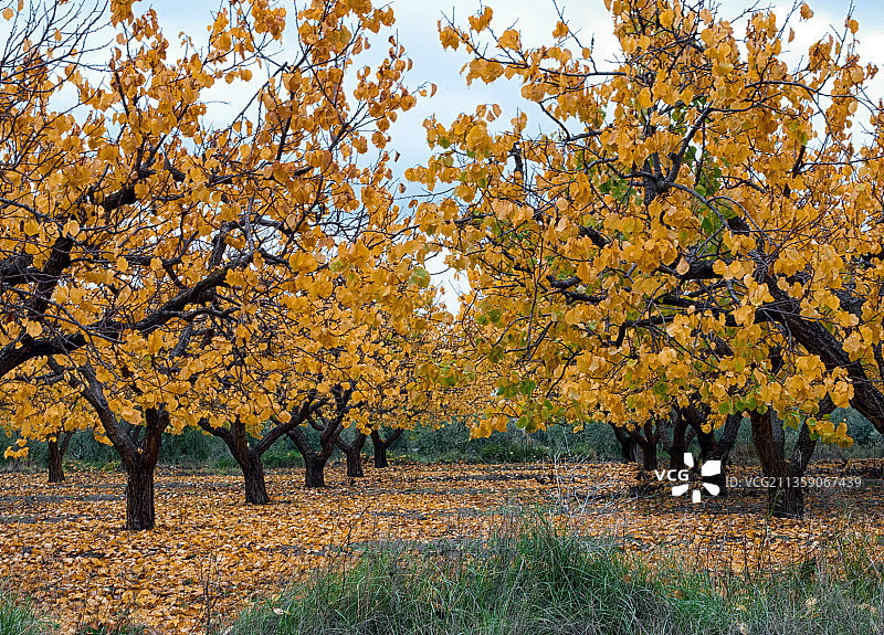 西班牙穆尔西亚Caravaca de la Cruz的秋季田野树木图片素材