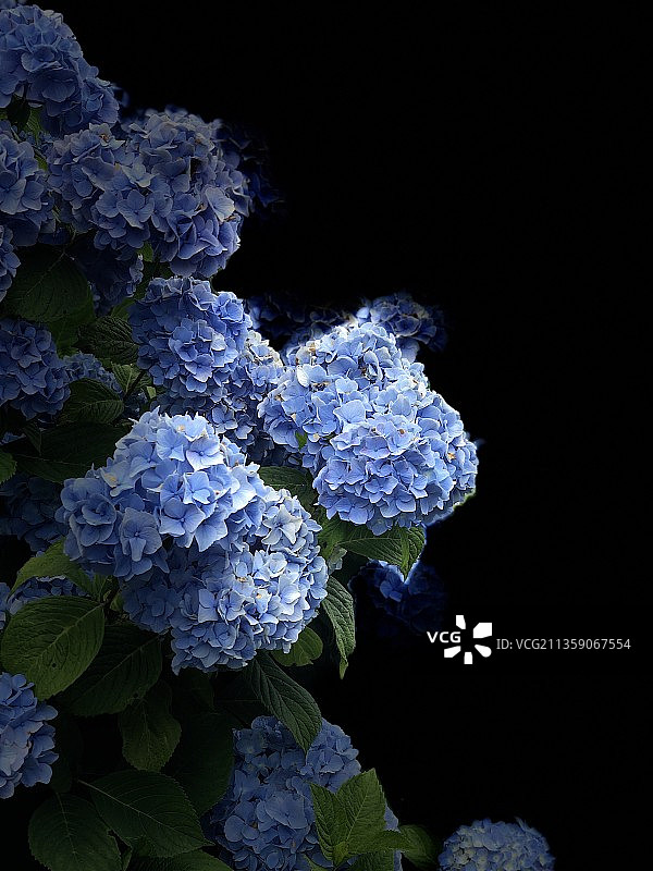 紫色绣球花特写，黑色背景，美国图片素材