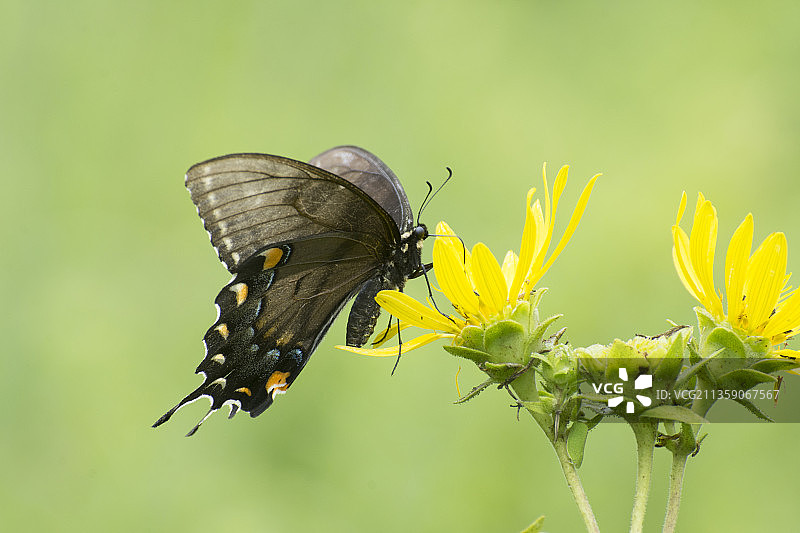 美国俄亥俄州辛辛那提：黄色花朵上采蜜的蝴蝶特写图片素材