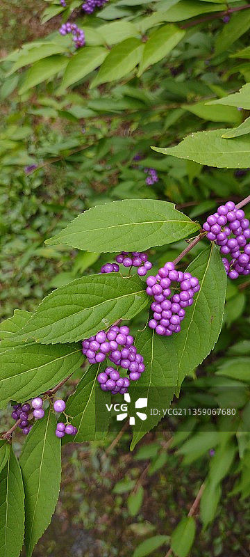 紫色开花植物的特写图片素材
