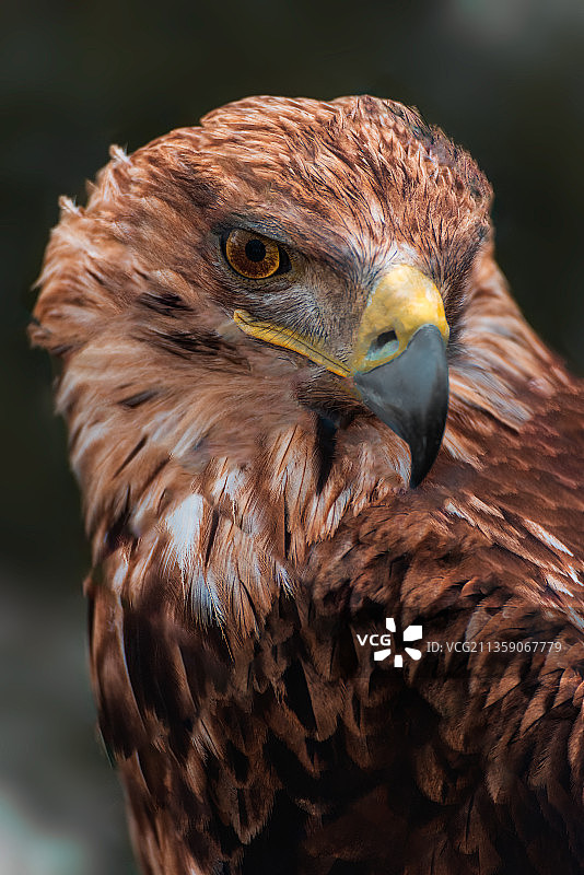 金雕特写图片素材