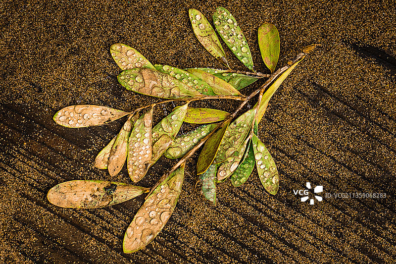 美国加利福尼亚州旧金山田野上的树叶图片素材