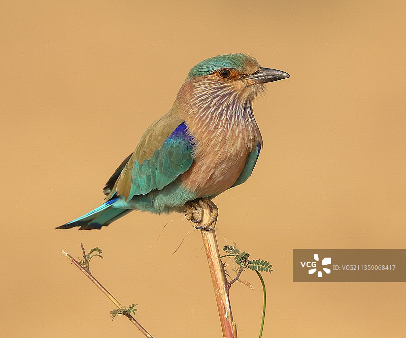 印度古吉拉特邦，丁香色鸟栖息于树枝上图片素材