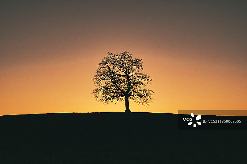 日落时分晴空下田野中树木的轮廓图片素材