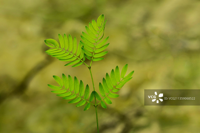 孟加拉国田野上的蕨类叶子特写图片素材