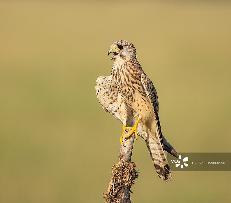 印度拉贾斯坦邦恰帕尔，栖息在树枝上的红隼特写图片素材
