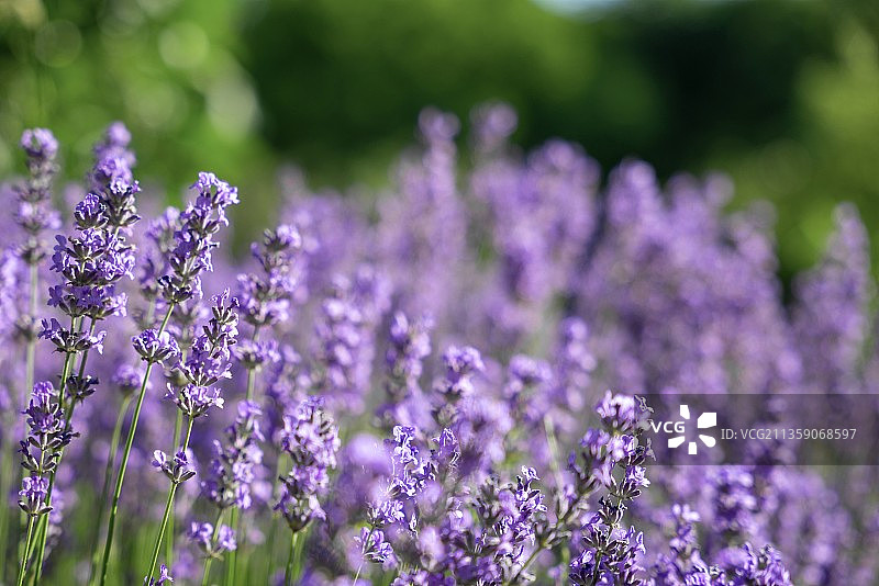 奥地利紫色植物田野特写图片素材