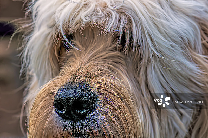 美国尼泊西特的纯种拉布拉多犬特写图片素材