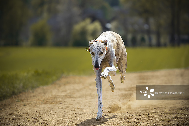 灰狗在斯洛文尼亚斯姆莱德尼克的土路上奔跑图片素材