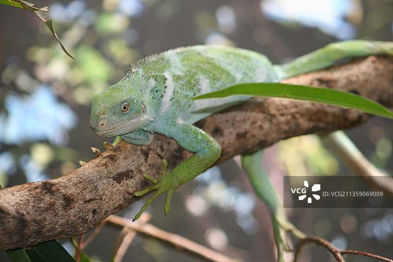 澳大利亚树上的鬣蜥特写图片素材