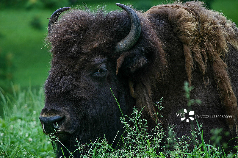 田野上奶牛的特写图片素材