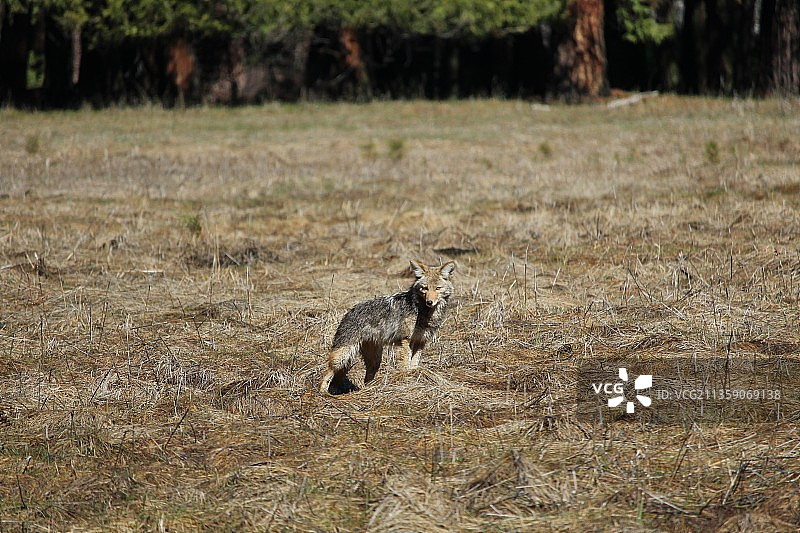 美国优胜美地国家公园田野中的狐狸侧面图片素材