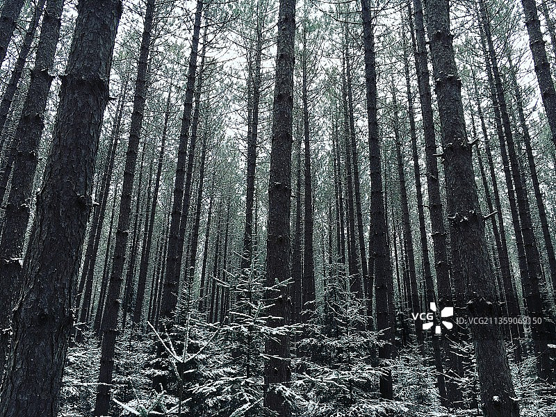 森林中竹树的低角度视图图片素材