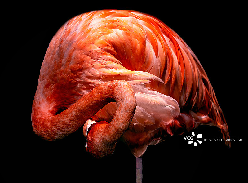 黑色背景下的火烈鸟特写图片素材
