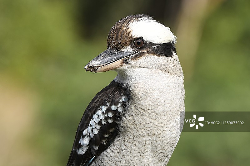 笑翠鸟的特写镜头图片素材