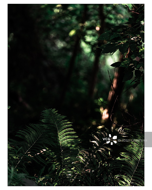 加拿大丹佛斯上校小径森林树木特写图片素材