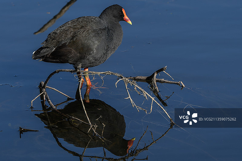 黑水鸡栖息在湖上的特写图片素材