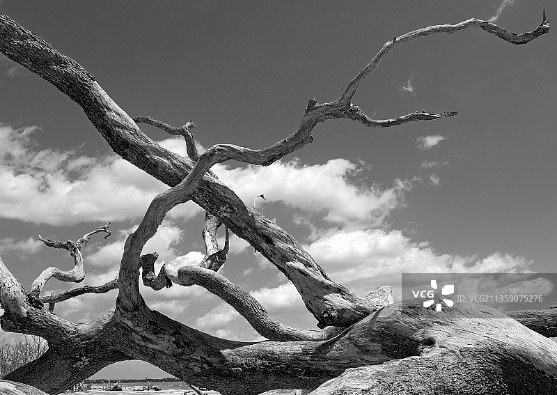 蓝天下光秃秃的树，美国佐治亚州哲基尔岛图片素材