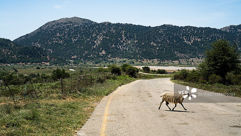 在希腊道路上行走的一只绵羊图片素材