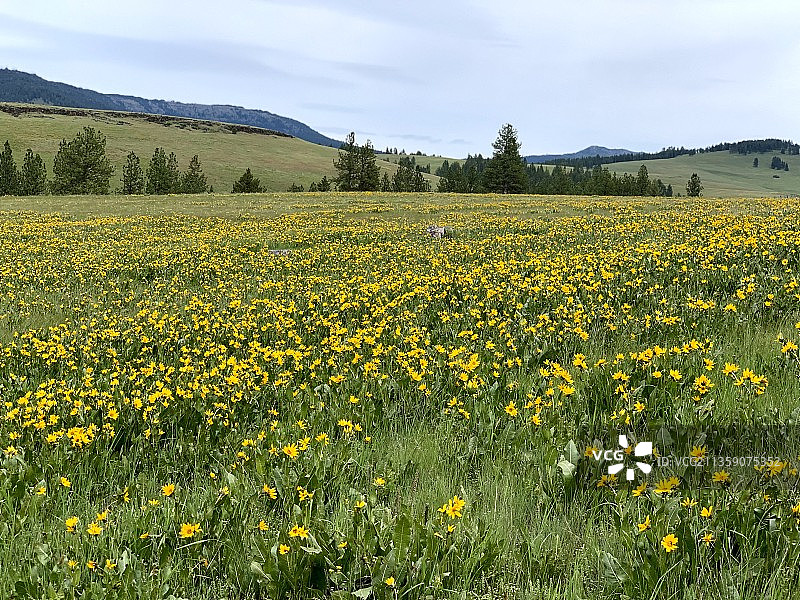 俄勒冈州油菜籽田风光图片素材