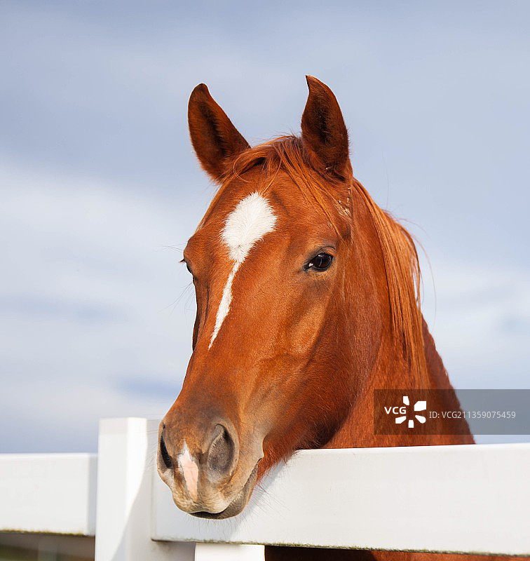 纯种马站在天空下的肖像，美国纽约图片素材