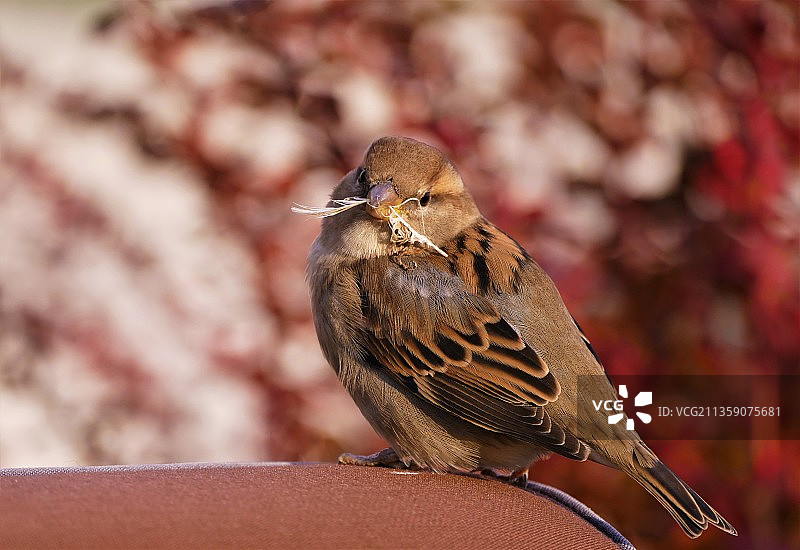 麻雀栖息在栏杆上的特写图片素材