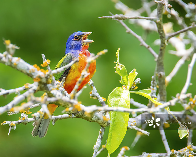 彩旗雀栖息在树枝上的特写，美国得克萨斯州科里尔县图片素材