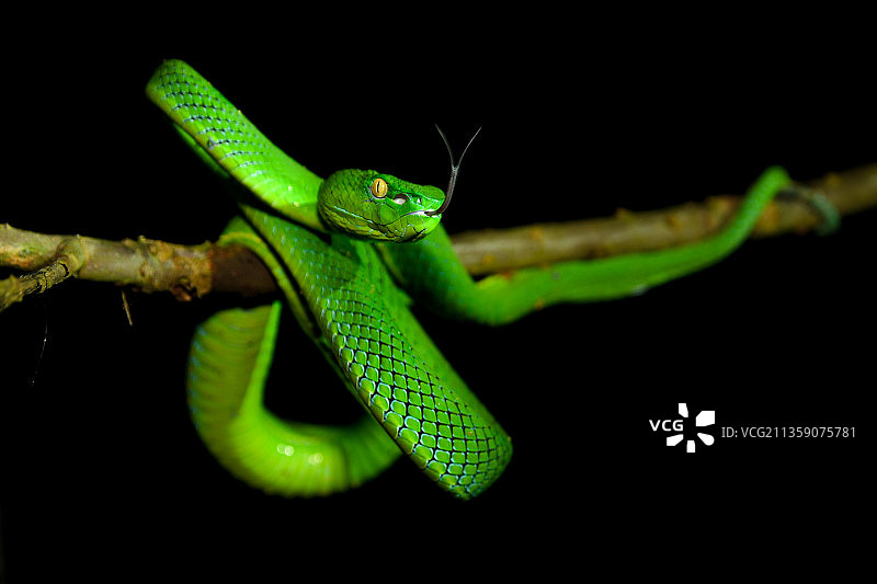 越南植物上的昆虫特写图片素材
