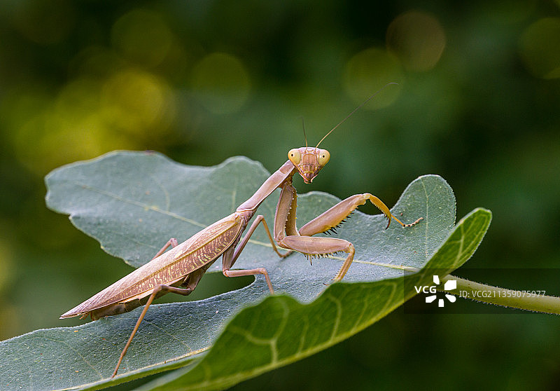 俄罗斯树叶上的螳螂特写图片素材