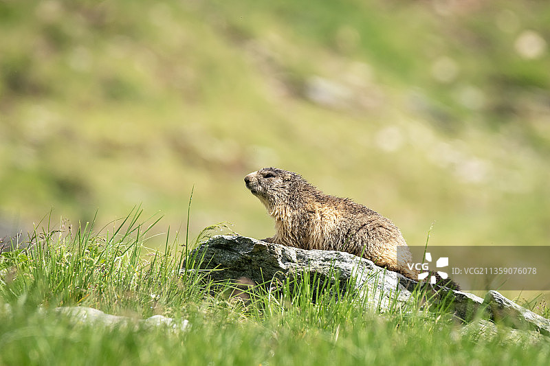 松鼠在野外的特写镜头图片素材