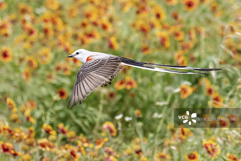 美国德克萨斯州科里尔县田野上飞行的鸣禽特写图片素材