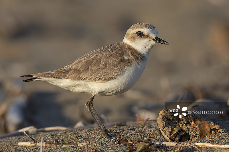 鸻科鸟类栖息在沙滩上的特写图片素材