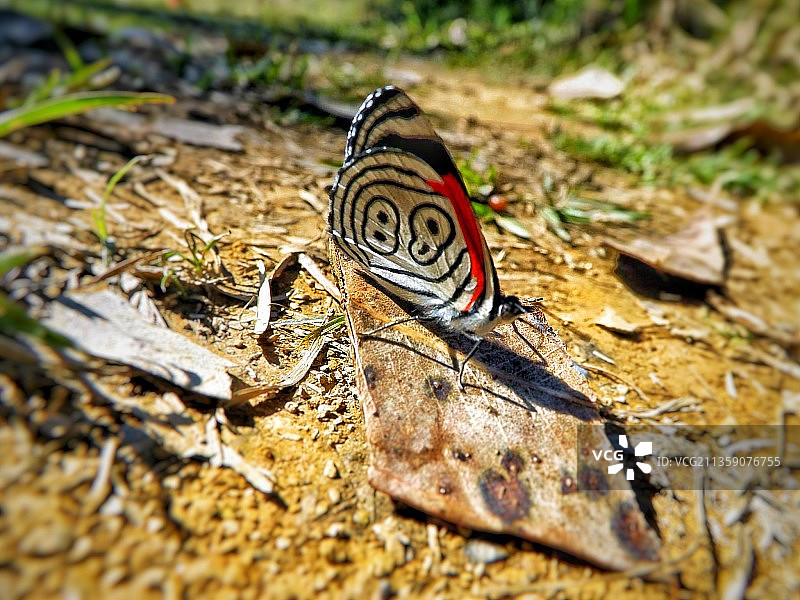 岩石上的蝴蝶特写图片素材